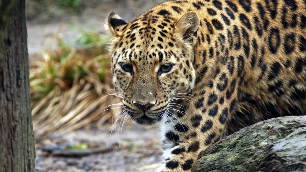 Leopard shuts down Nepal airport