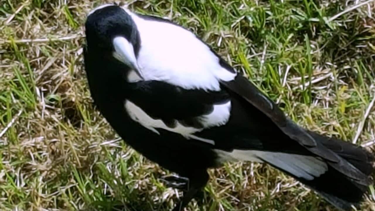 Australian magpie