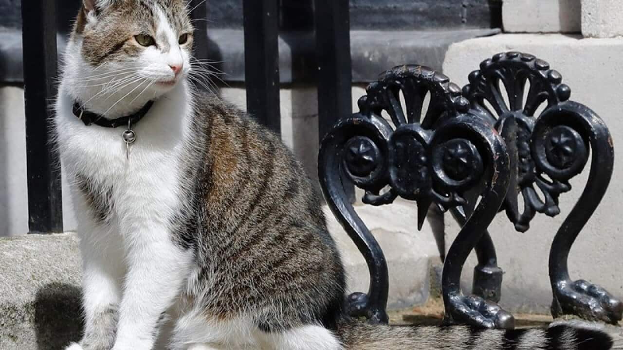 Larry, the Downing Street Cat