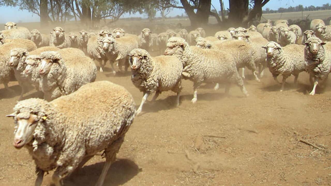 Sheep_121019_L_Getty_1320438612