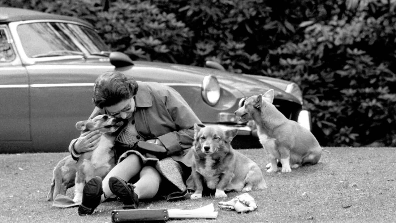 A 1972 picture of Queen Elizabeth II sitting with her corgis