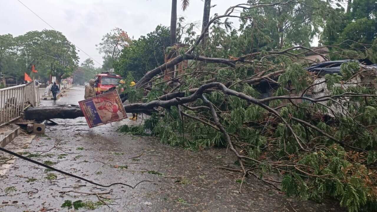 An uprooted tree lies in the middle of a road in the Bhadrak district in Odisha, India (AAP)