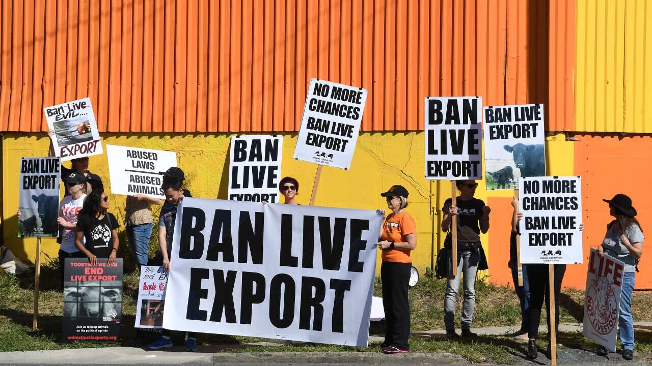 LIVE EXPORT BAN PROTEST BRISBANE