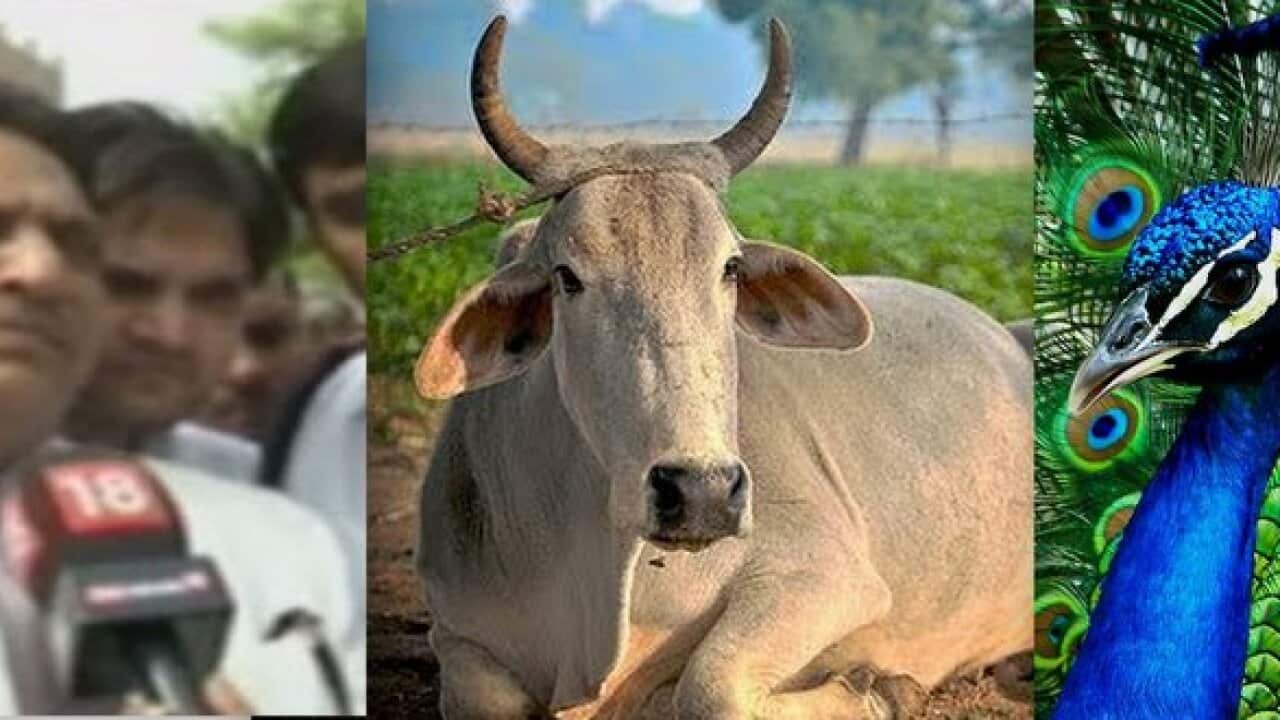 Cow