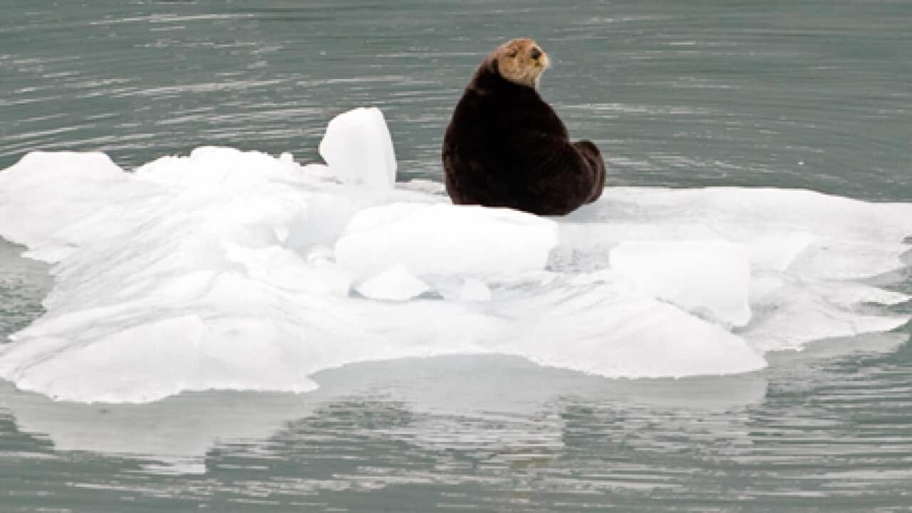 ice_otter_090929_B_getty_653787490