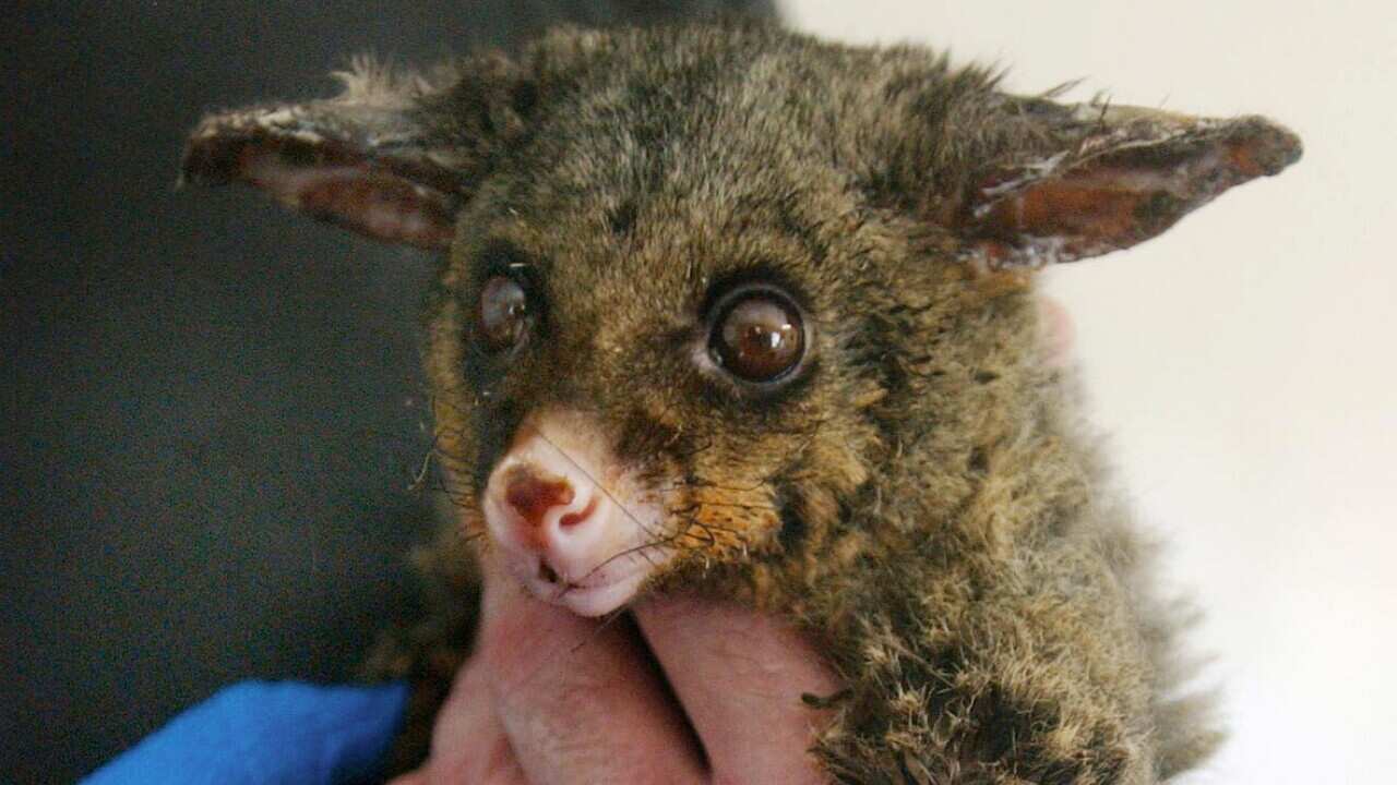 An injured brushtail possum