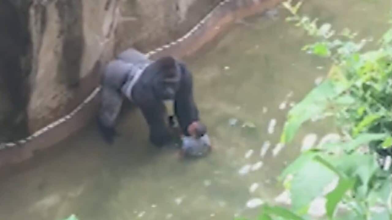 Harambe the Gorilla: US police consider criminal charges over Cincinnati zoo's shooting incident