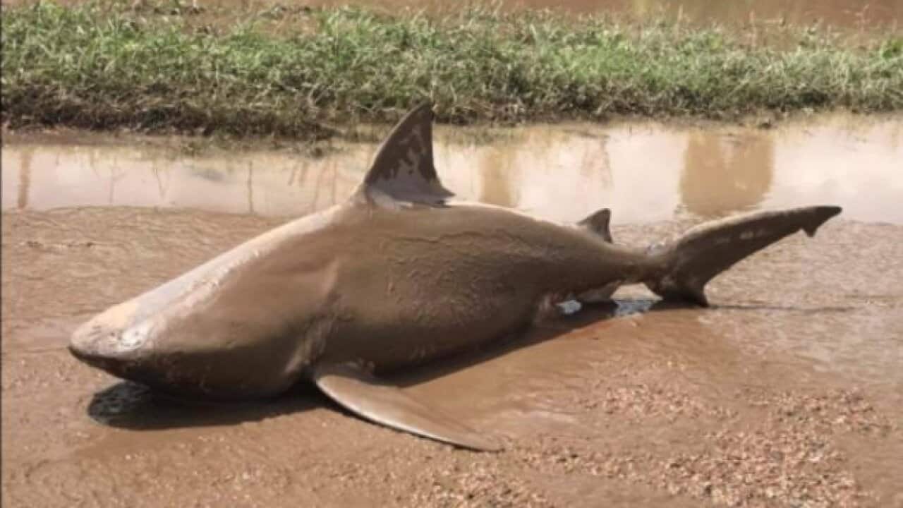 'Sharknado' Down Under? Cyclone Debbie Deposits Shark on a Street