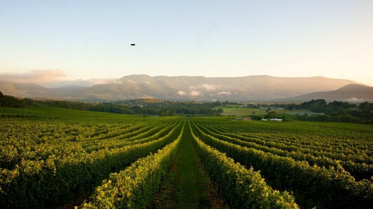 Vineyards in the Yarra Valley, Victoria.