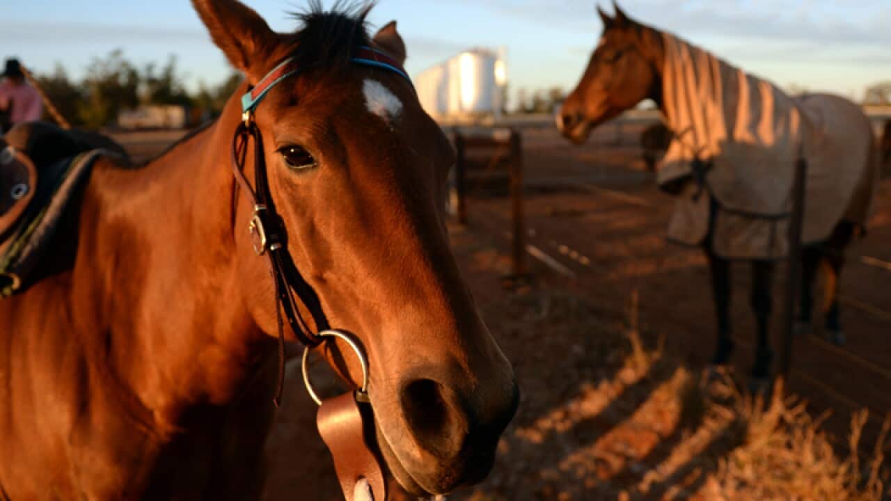 Horses on a property
