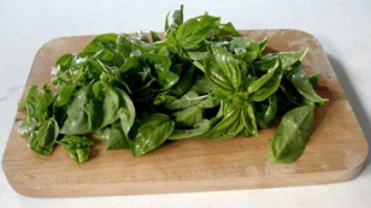 basil_393139216