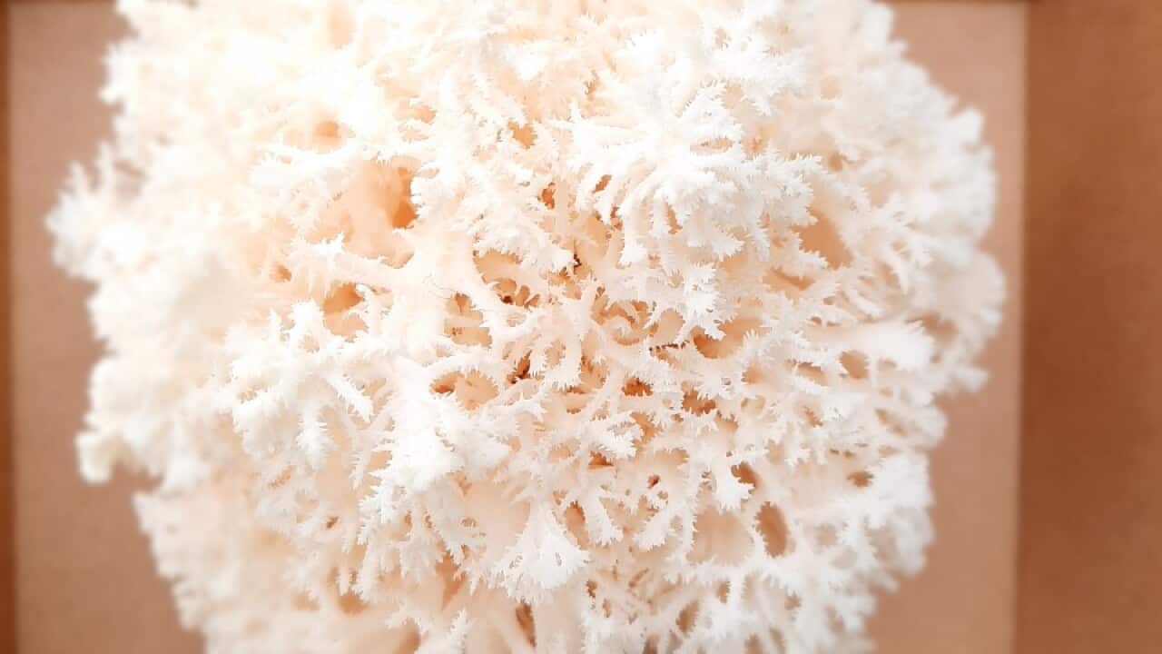 Pilz Schneeflocke Australien
