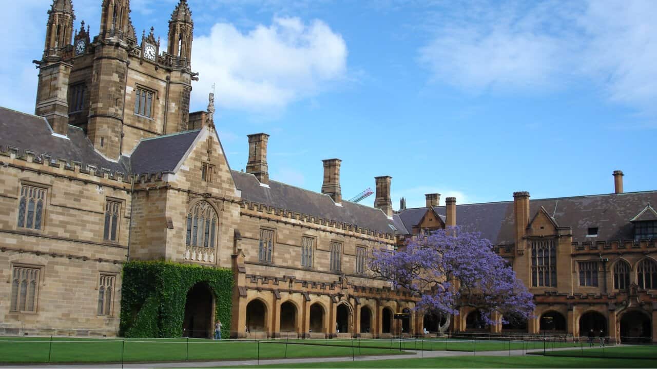 Jacaranda tree at Sydney University's Qadrangle
