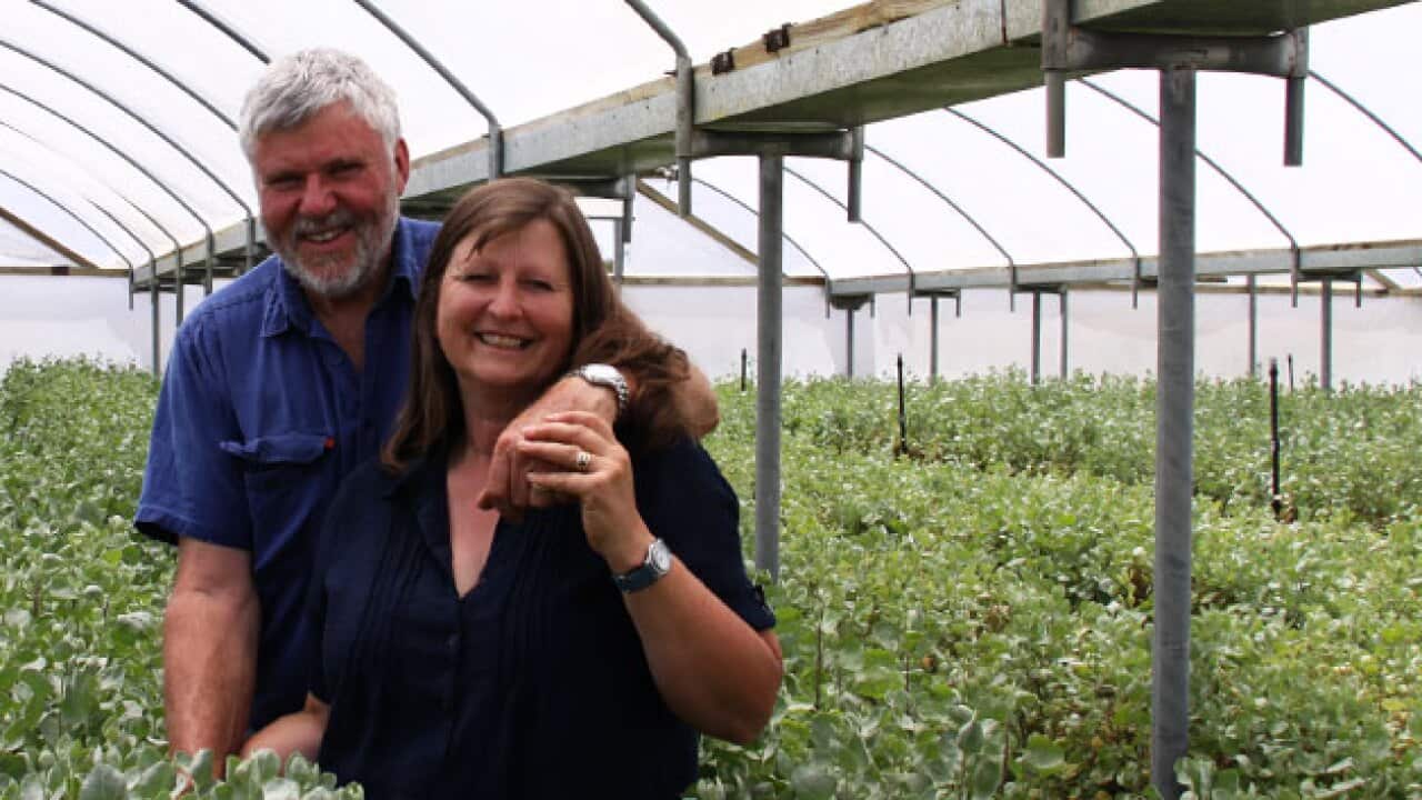 sbs-saltbush_1188950653