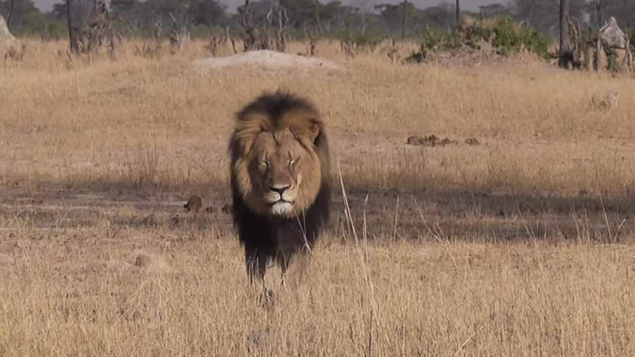 Cecil the lion