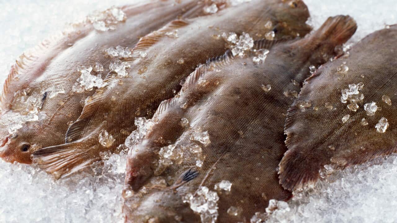 Raw whole dover sole on crushed ice. (Stock Image)