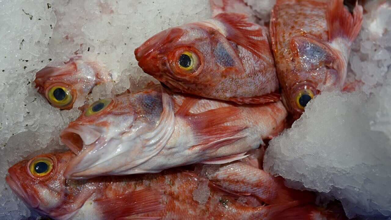 Seafood