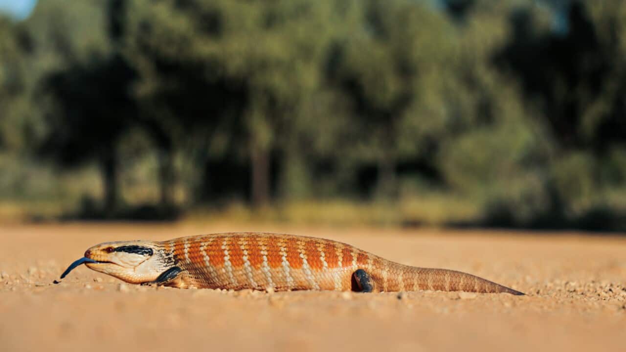 Centralian Blue Tongue Lizard