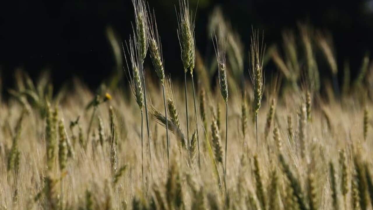 wheat in a field