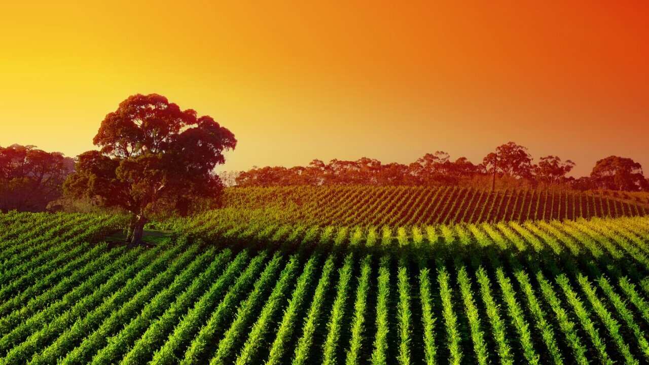 Barossa Valley