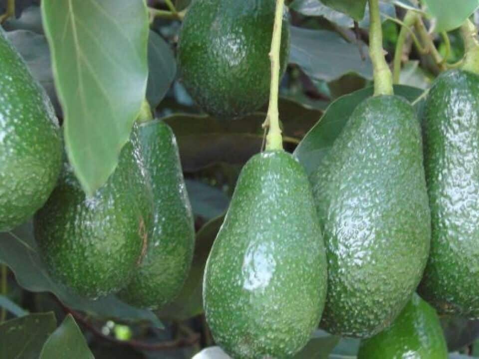 Avozilla