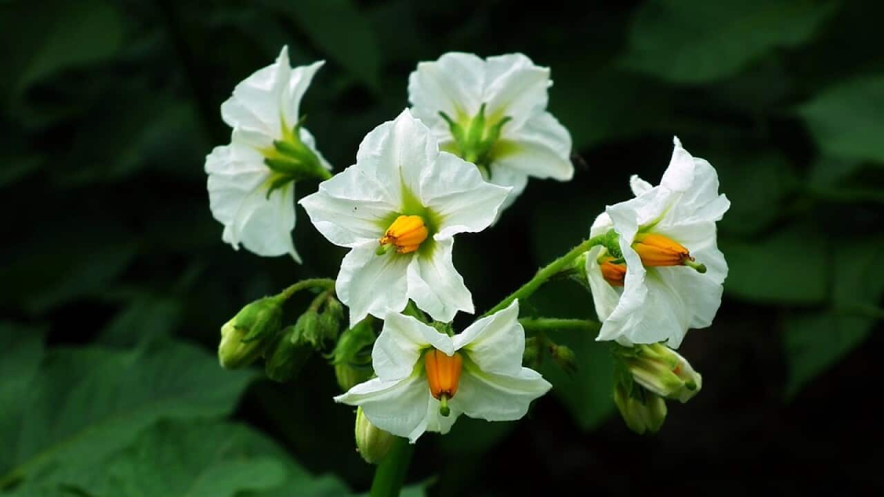 Flower Of Potato Agriculture Nature Field Potatoes