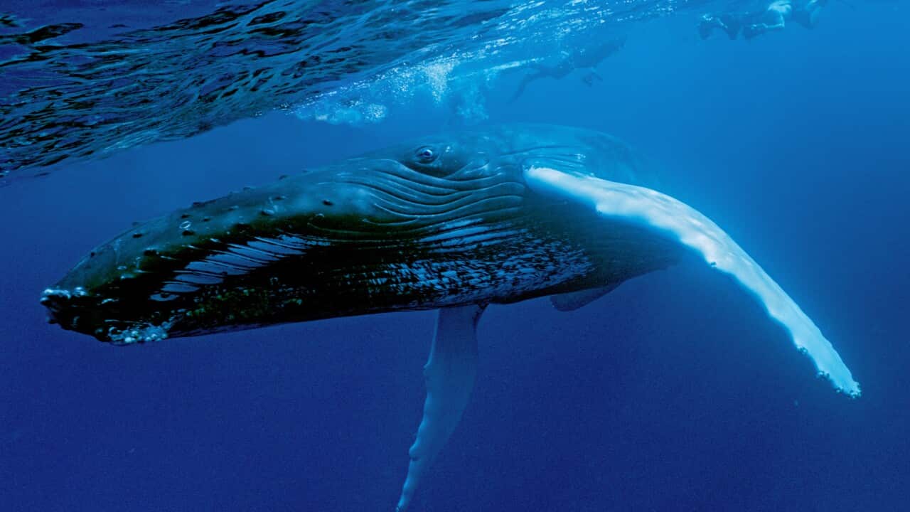 A humpback whale underwater.