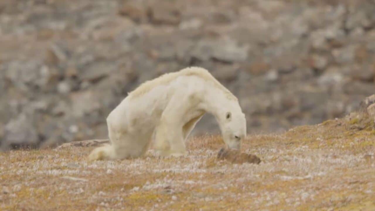 枯瘦如柴的北极熊