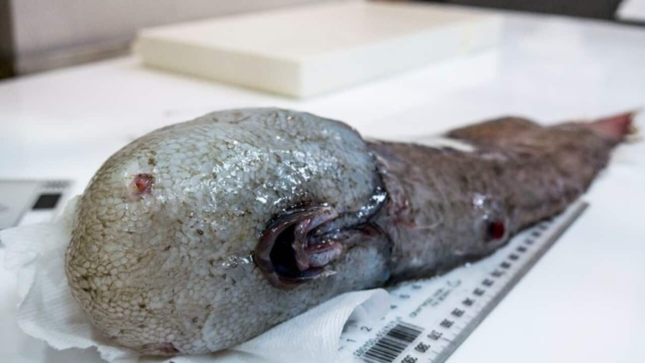 Faceless fish captured by Australian scientists