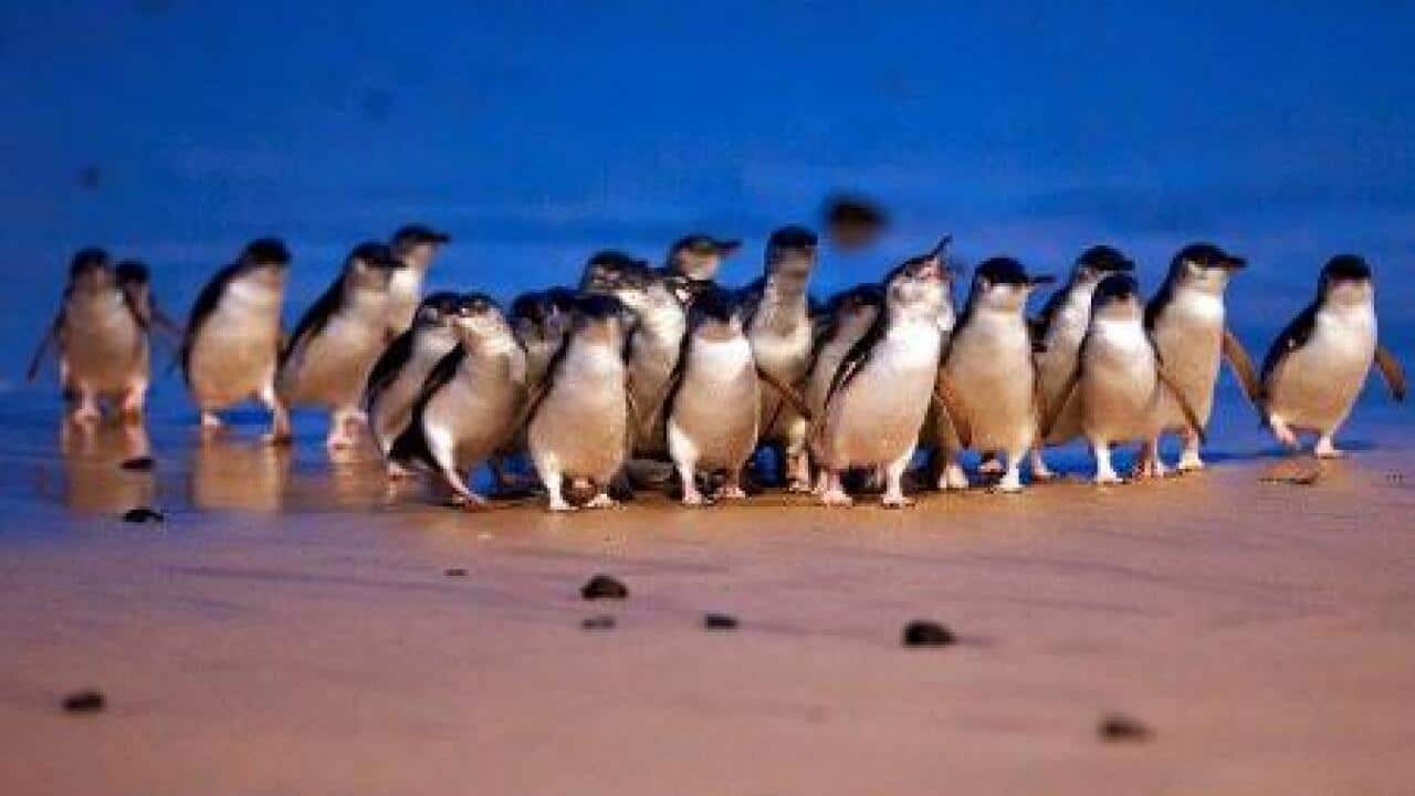 Phillip Island Penguiin Parade