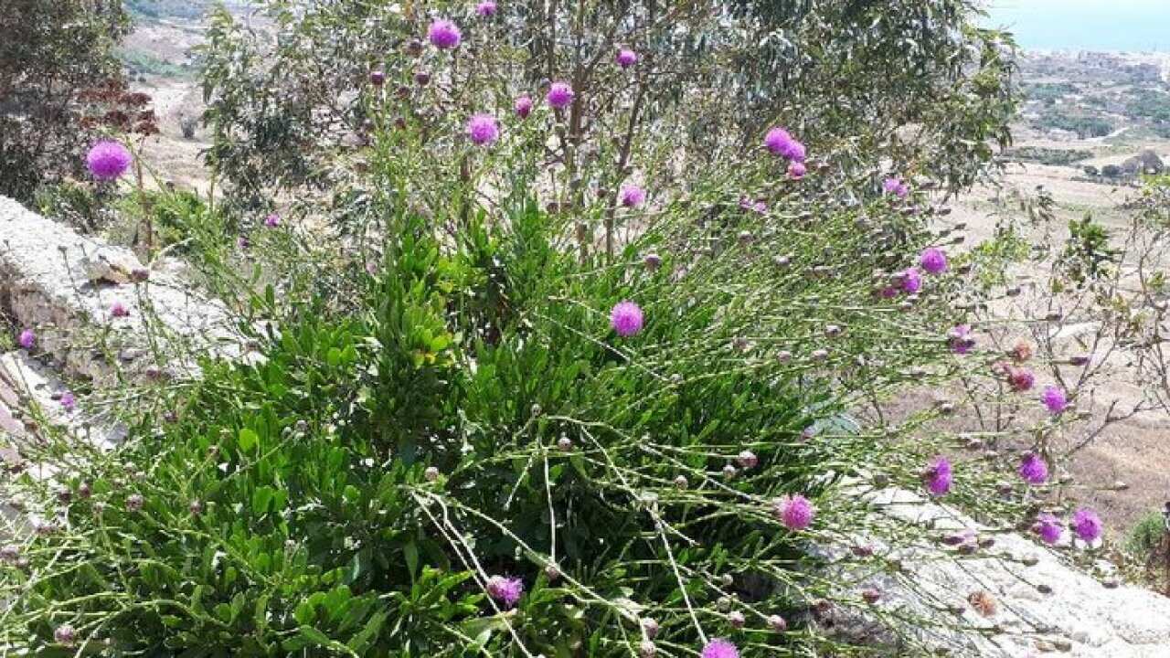 Maltese Rock Centaury (Widnet il-Baħar)