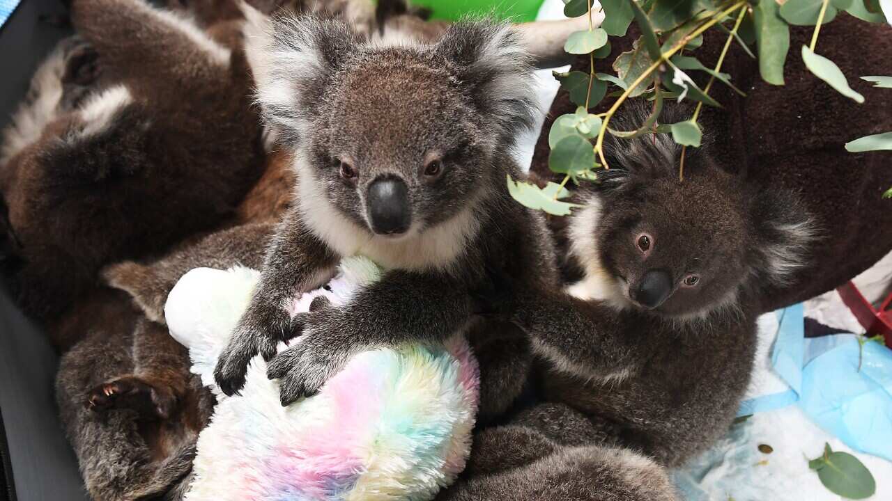 Rescued orphaned baby koals at Adelaide Koala Rescue.