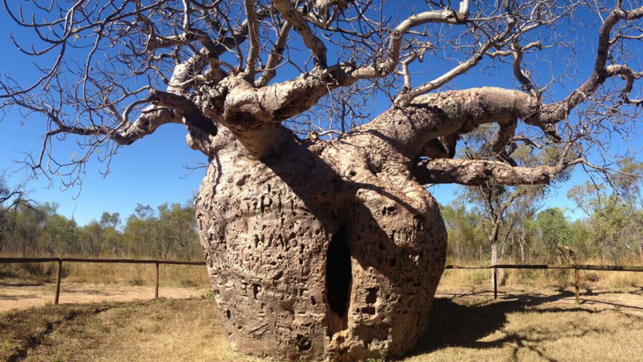Comment: Iconic boab trees trace journeys of ancient Aboriginal people ...