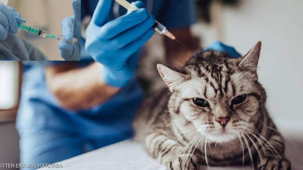 COVID-19 VACCINE FOR ANIMALS: RUSSIA LAUNCHES PET VACCINATION AGAINST CORONAVIRUS WITH CARNIVAC-COVE VACCINE