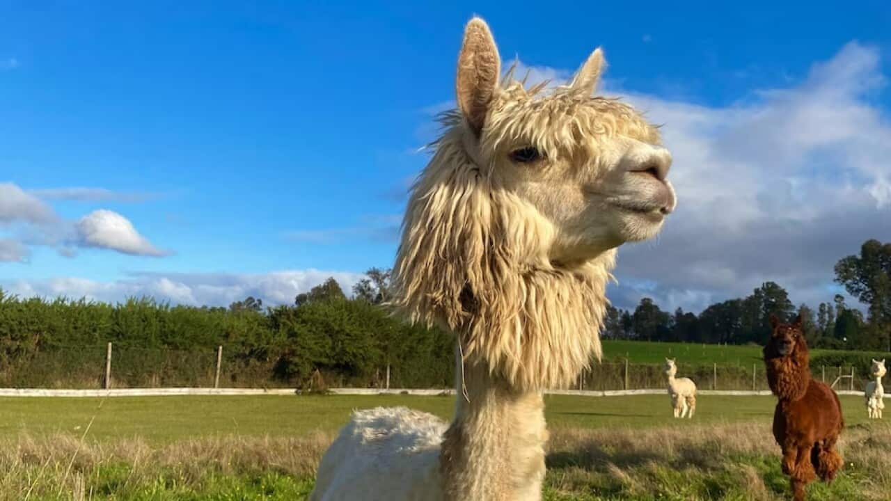 alpaca-pedro.jpg
