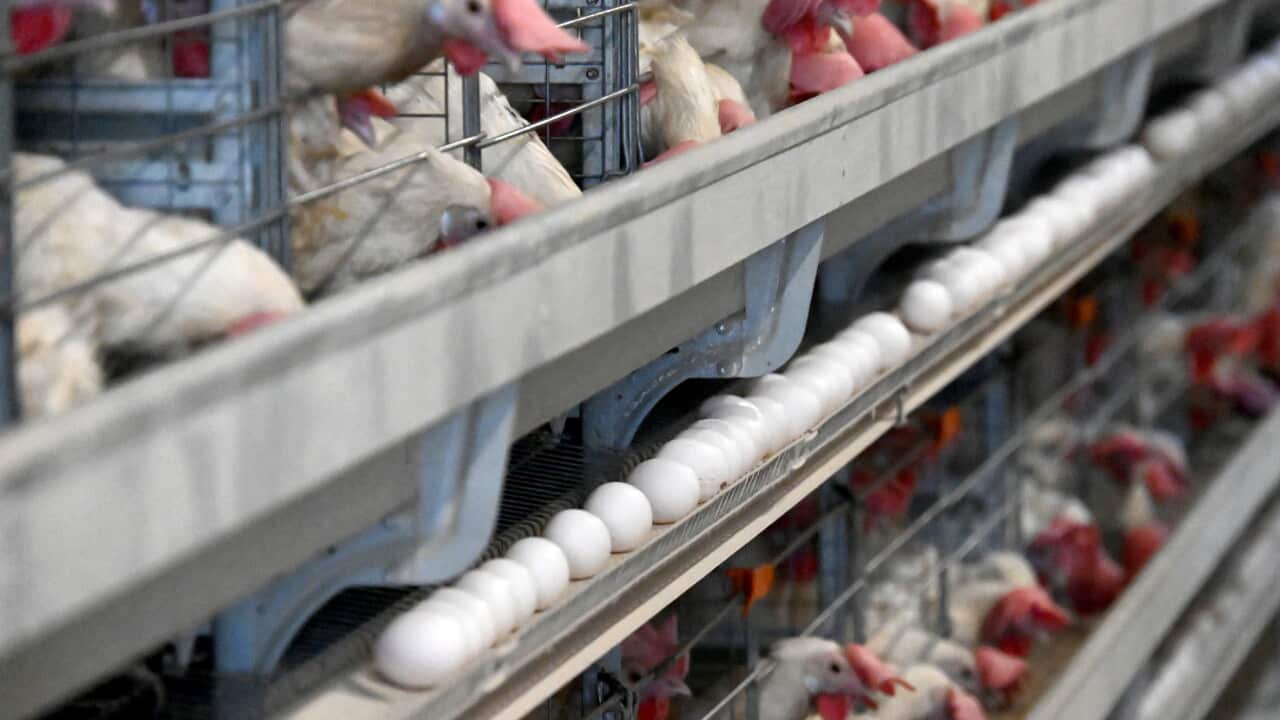 Russia: Poultry farm in Russia's Transbaikal Region
