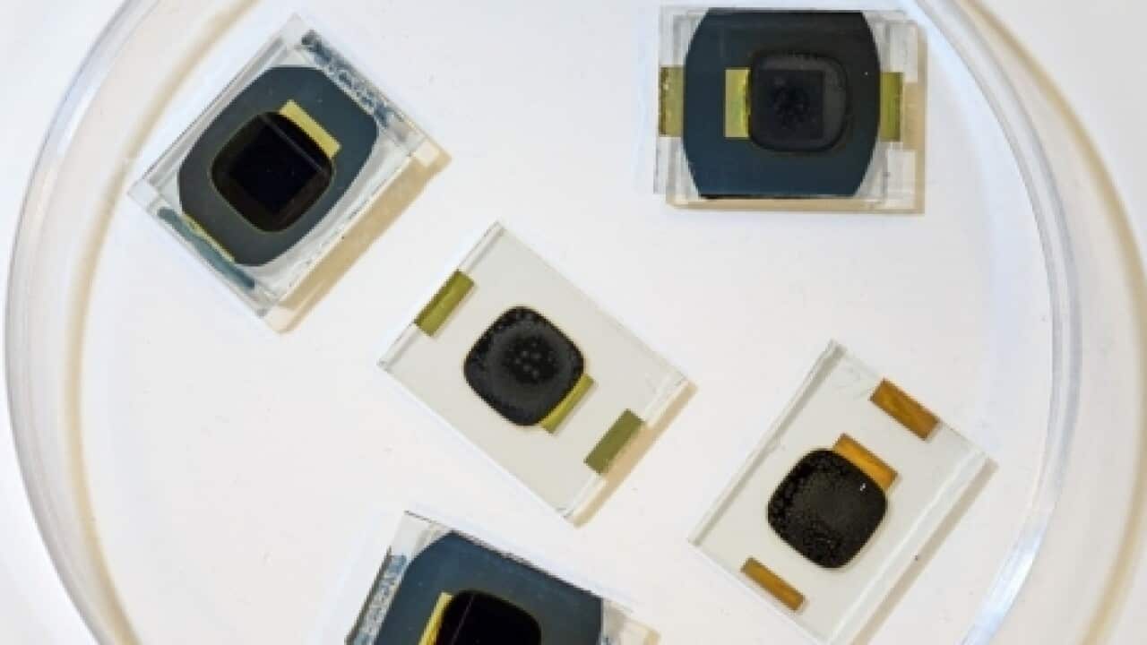 澳大利亚科研团队实验中使用的部分钙钛矿太阳能电池样品