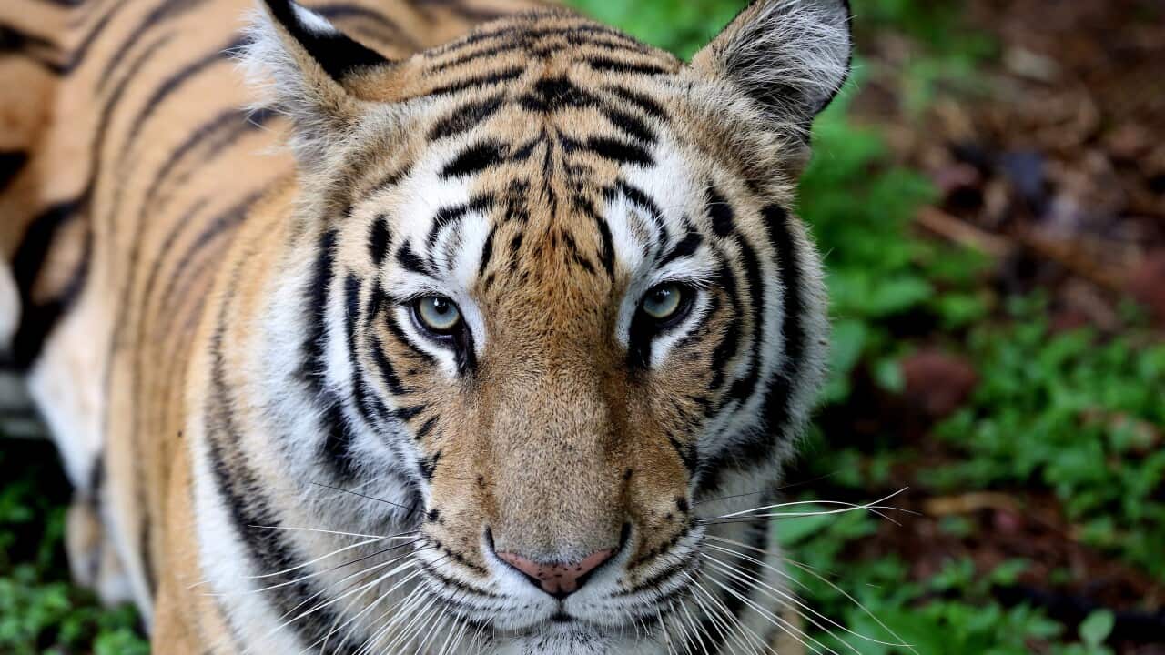 A Royal Bengal tiger in its enclosure in Bhopal, India.