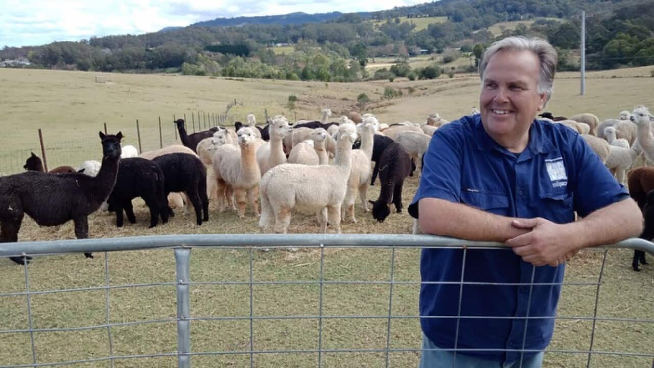 Harvey Gollan with his alpacas