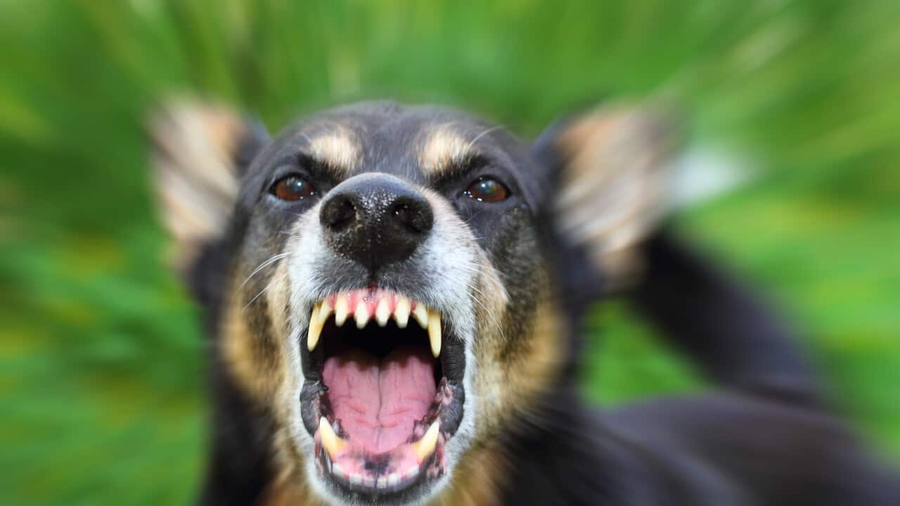 Barking dog