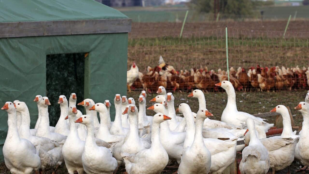 Geese on a farm are moved indoors in Saal, Germany