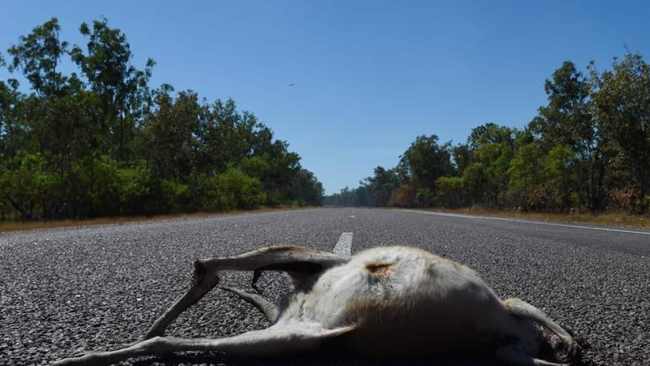 A dead kangaroo struck by a car.