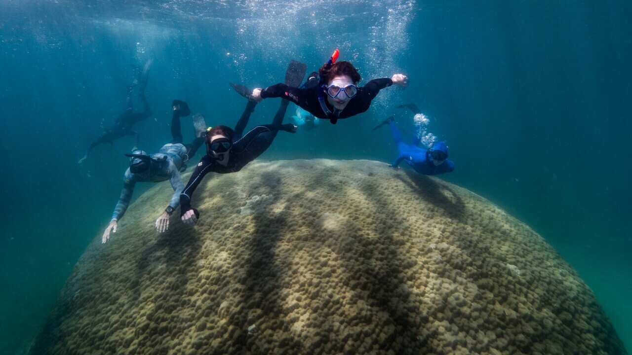 Giant Coral