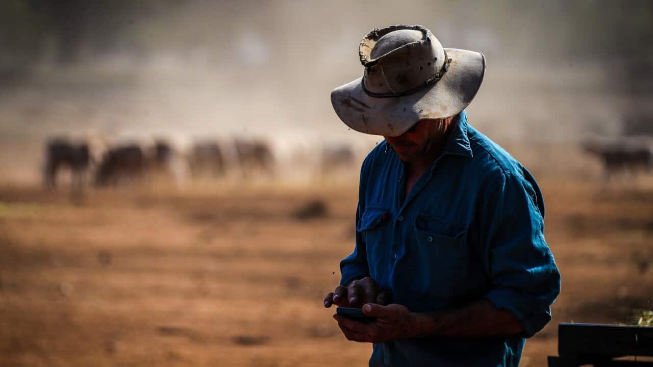 Farmer stands in dusty farmland in a blue shirt and floppy hat looking down at his phone.