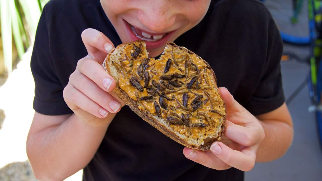 Edible insects may one day become a staple of the modern Australian diet