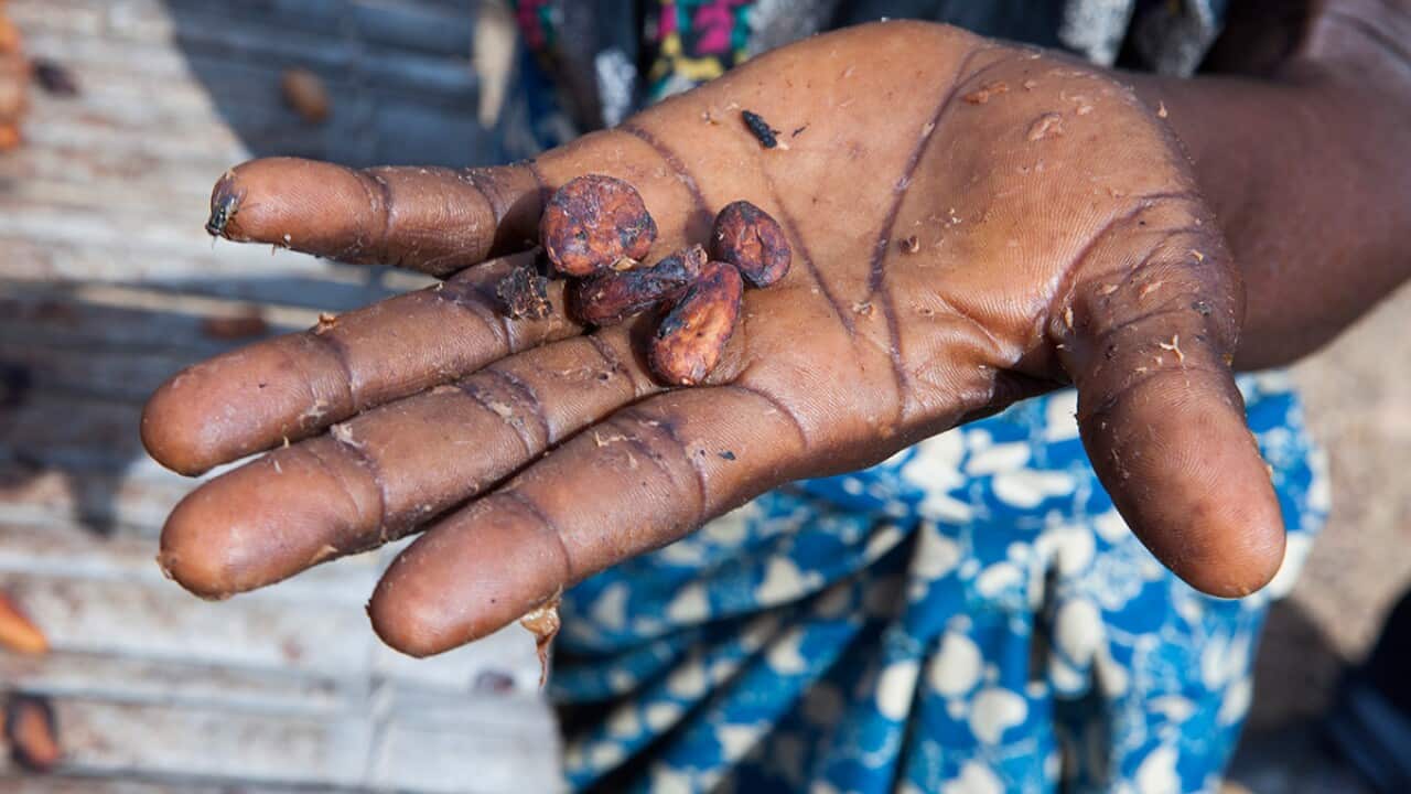 A female cocoa farmer holds cocoa beans in Ghana