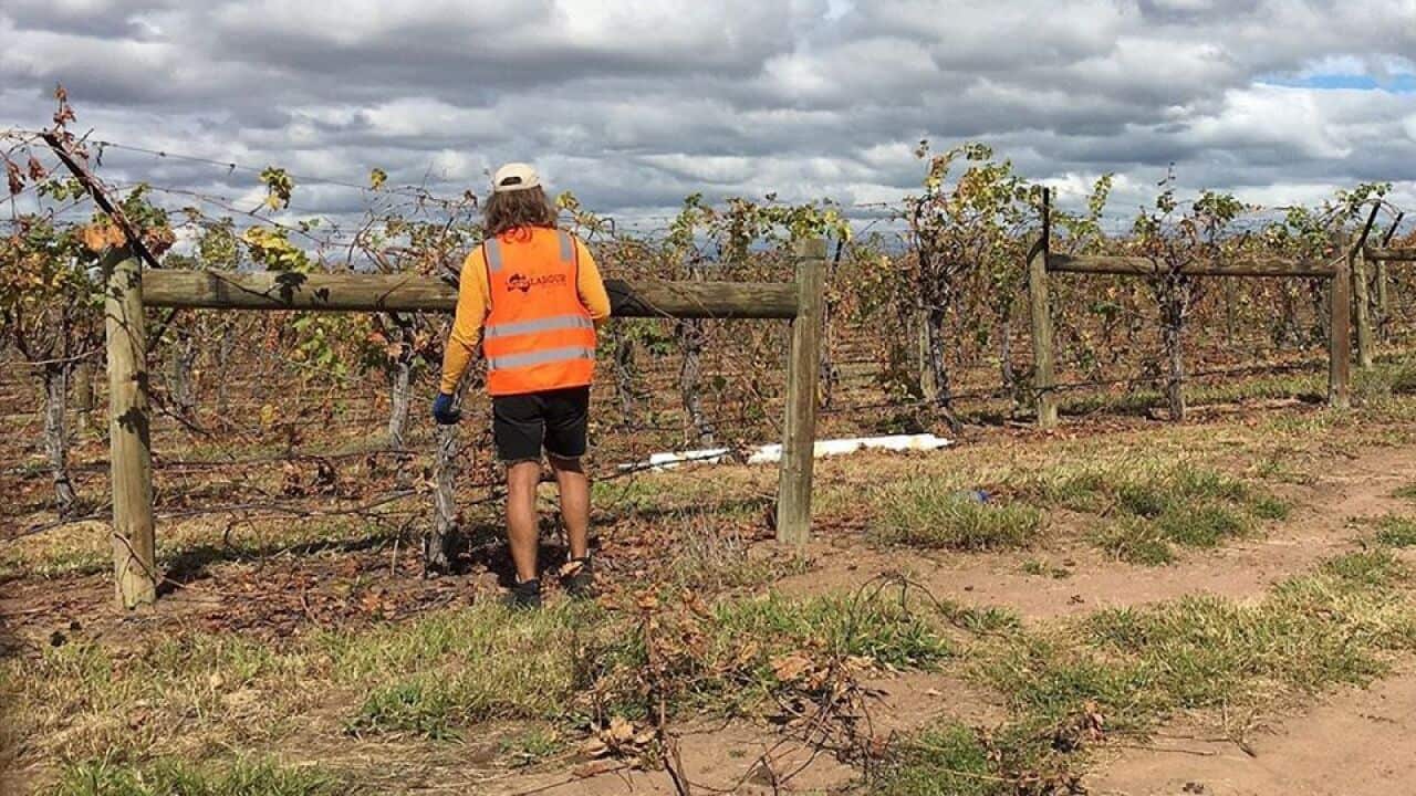 Backpackers travelling to farms for fruit-picking and other jobs will be forced to self-isolate.