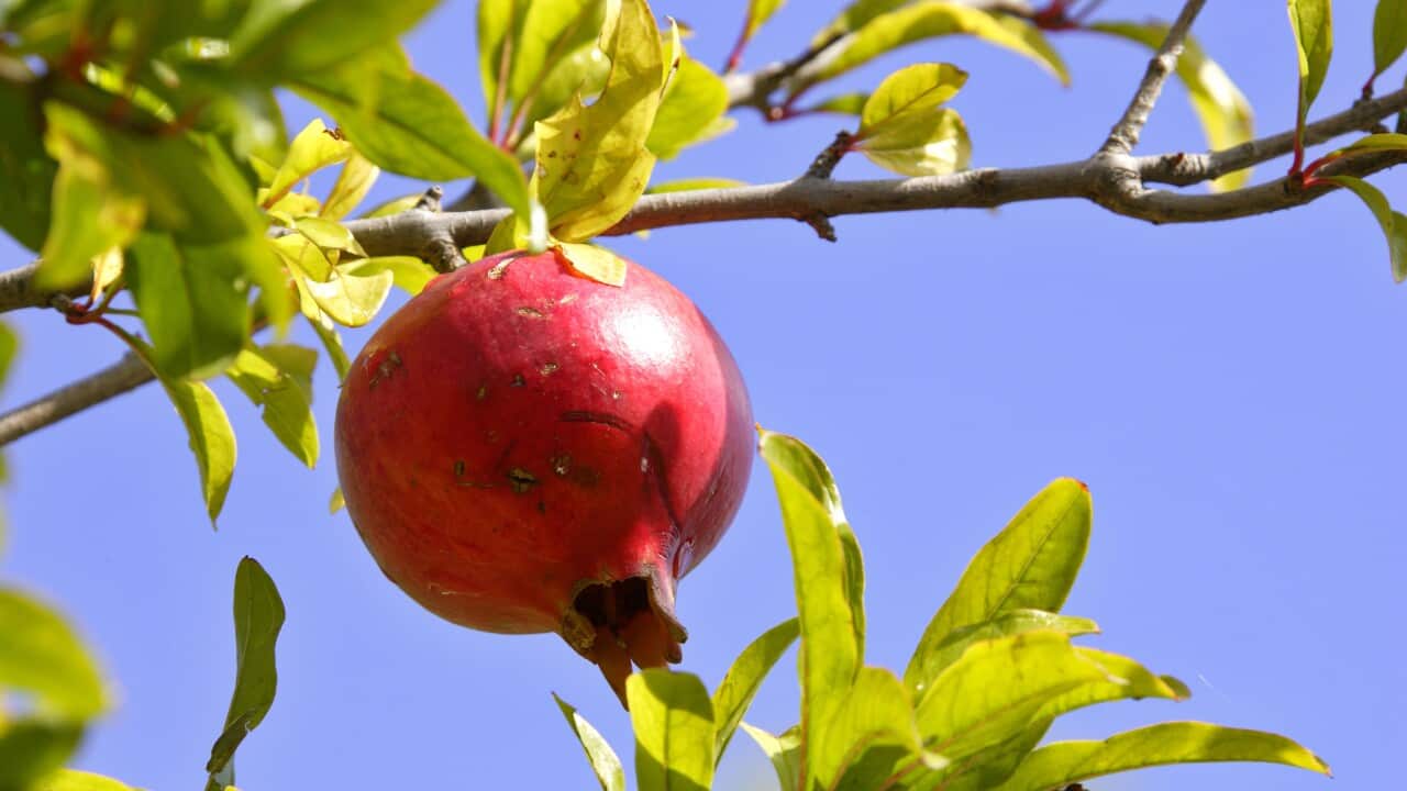 Pomegranate Fruit - in tree - autumn