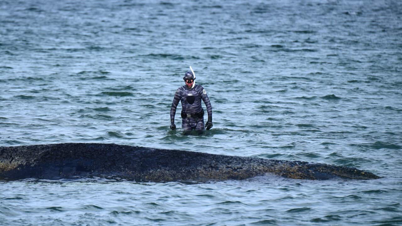 Whale stranded on the Baltic Sea coast