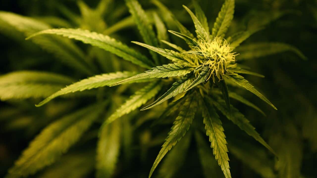 Plants in a cannabis farm